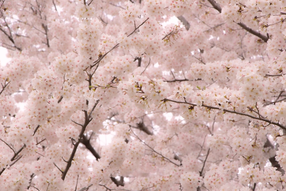 a tree with lots of white flowers on it