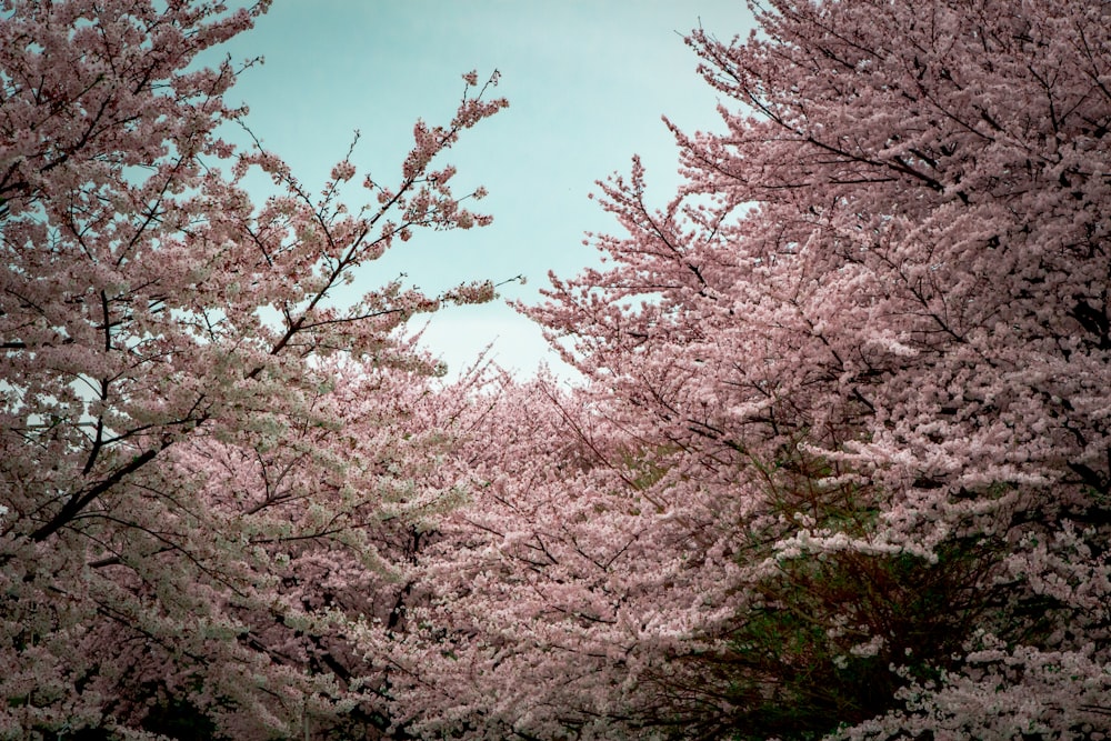 a group of trees with pink flowers on them