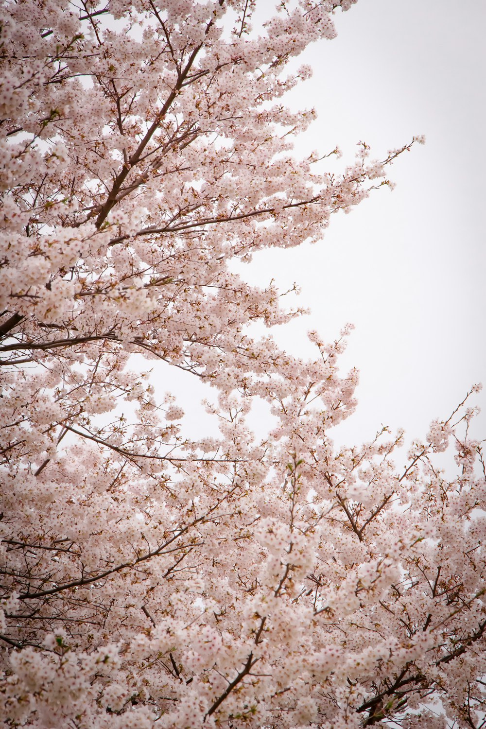 a tree with lots of pink flowers on it