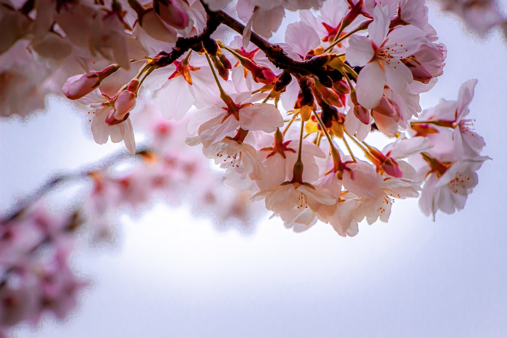 a branch of a cherry tree with pink flowers