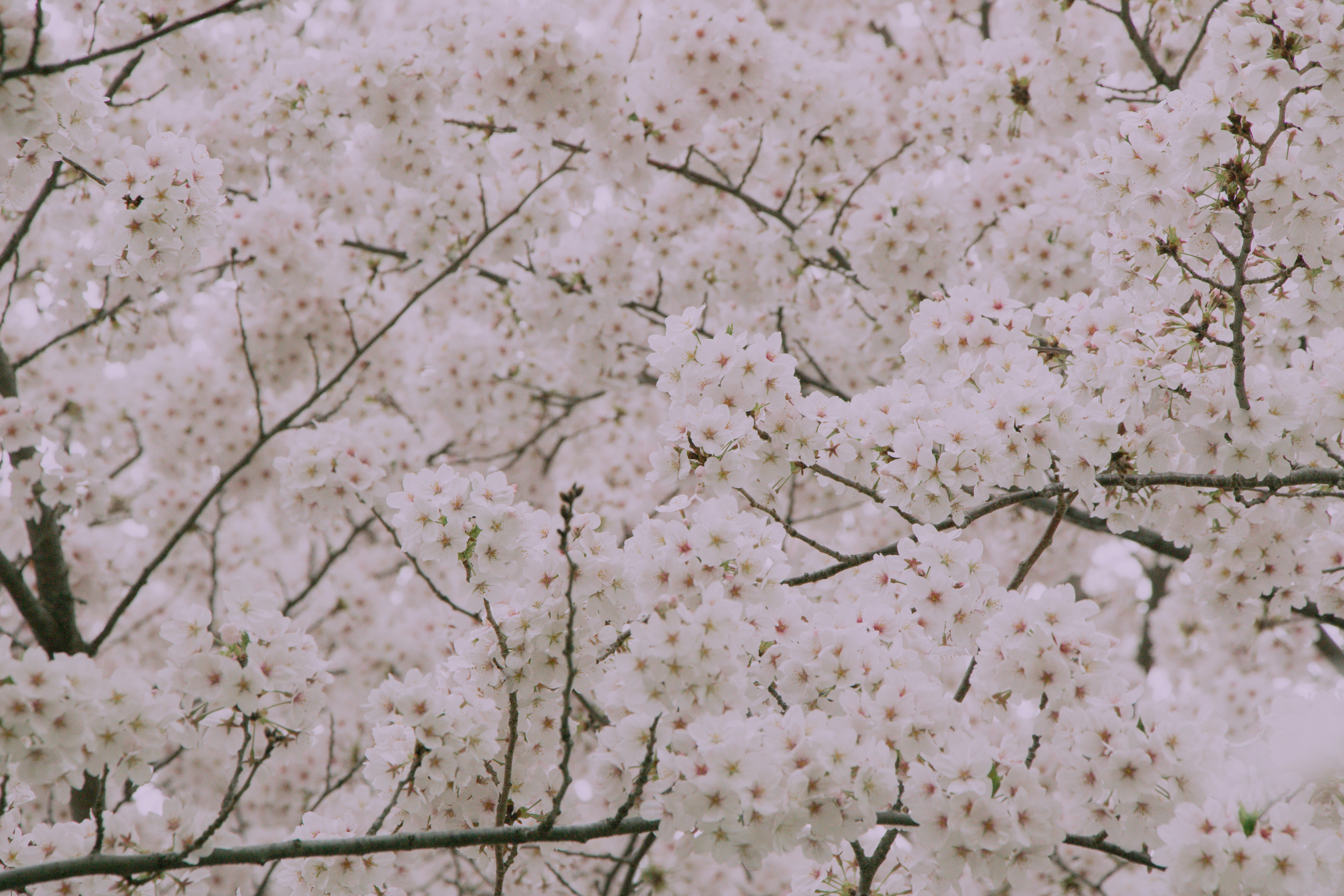 Photo by enkuu
