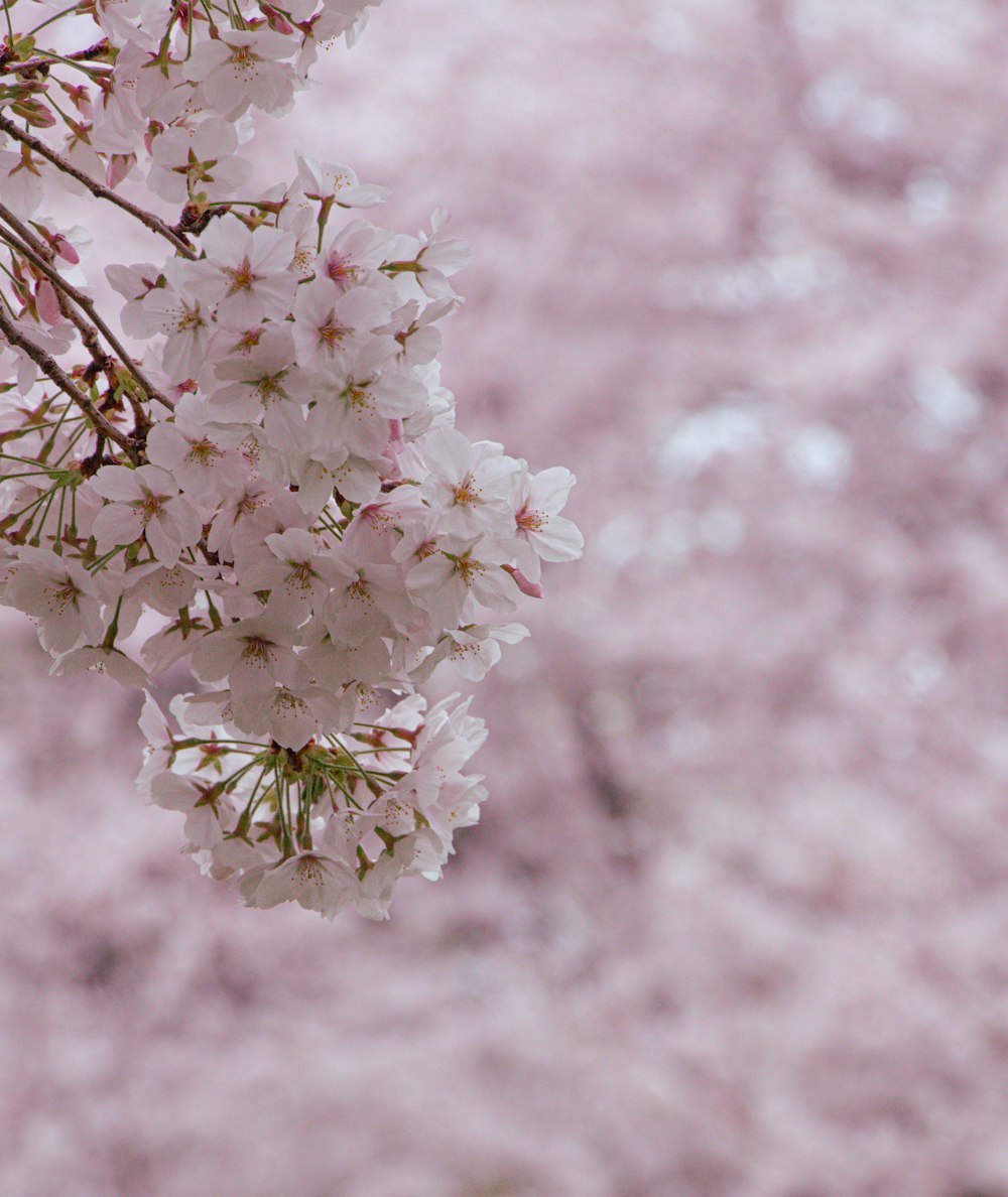 a close up of a tree with pink flowers