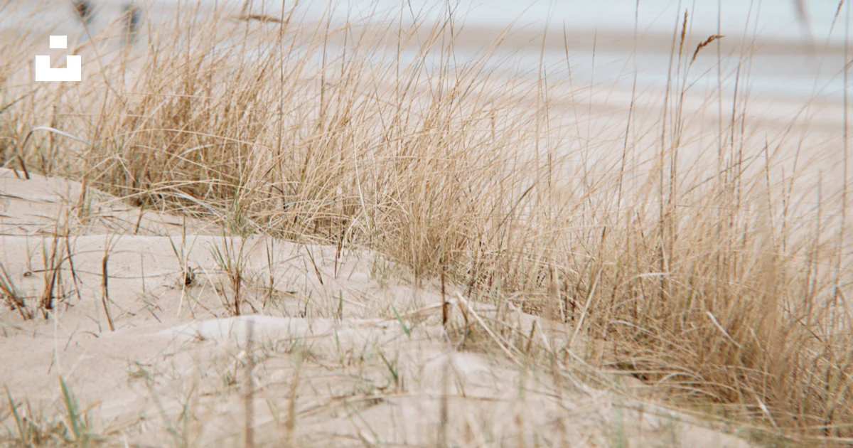 Une Plage De Sable Avec De L herbe Qui Pousse Sur Le Sable Photo une-plage-de-sable-avec-de-l-herbe-qui-pousse-sur-le-sable-photo