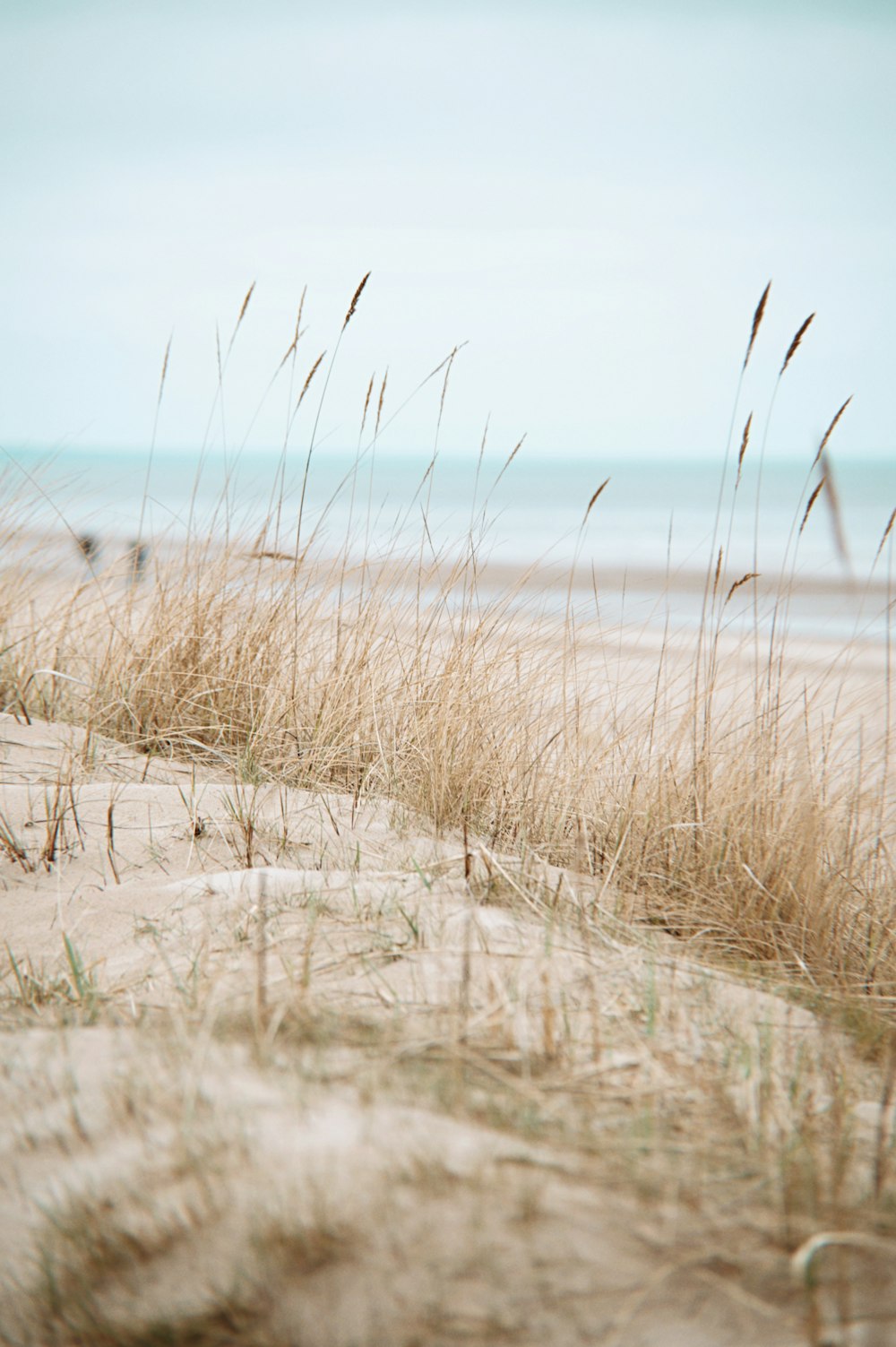 a sandy beach with grass growing out of the sand