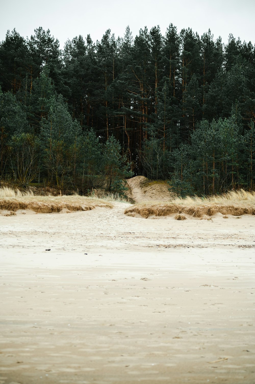 a group of trees sitting next to a sandy beach