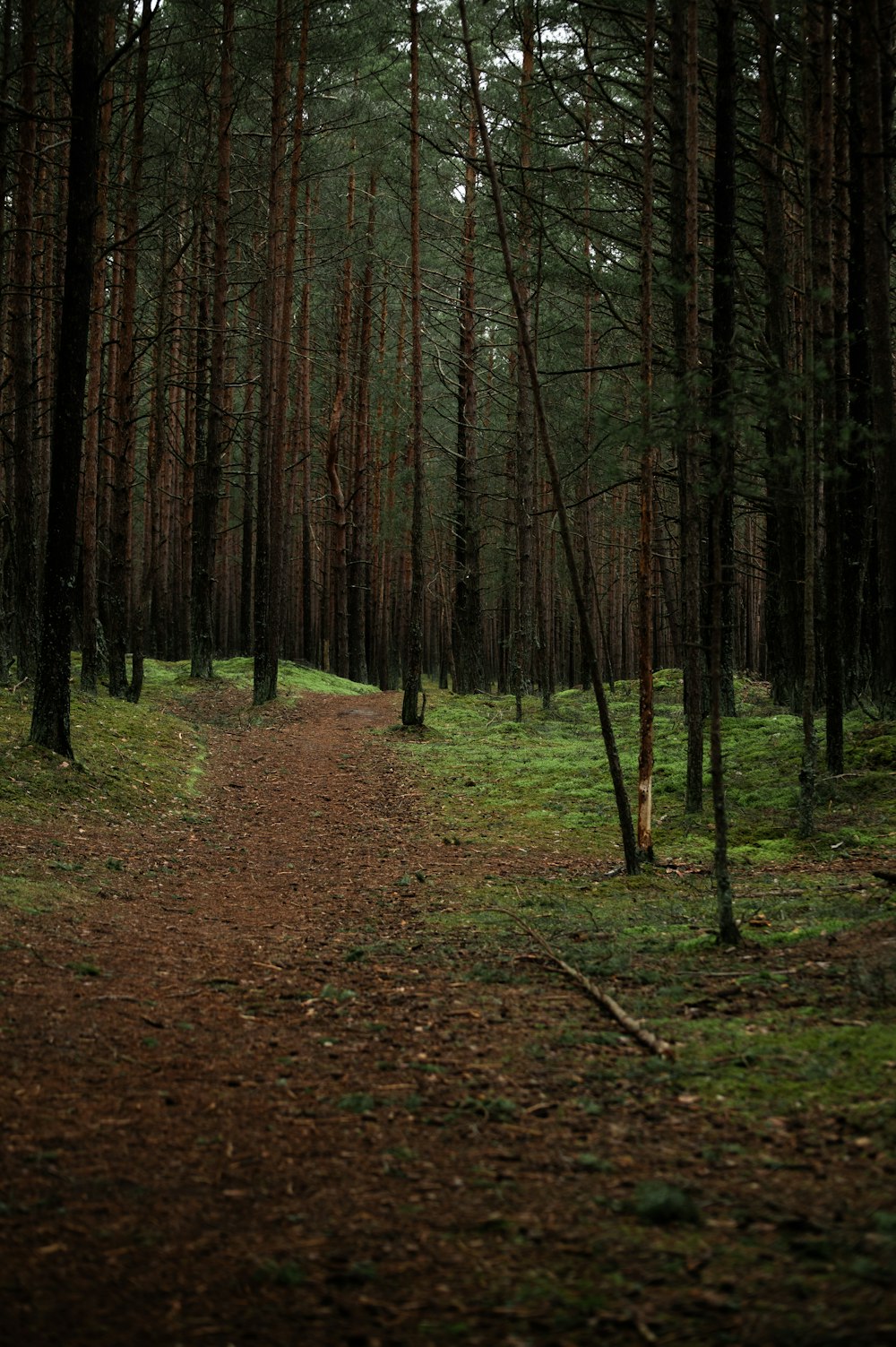 a path in the middle of a forest with lots of trees