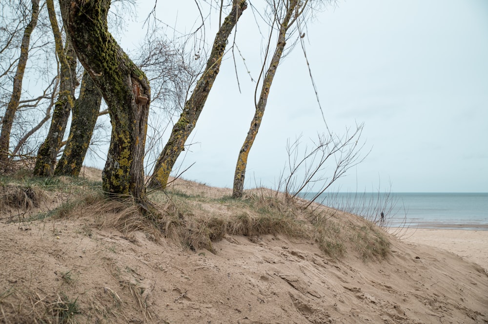 a sandy beach with trees and a body of water in the background