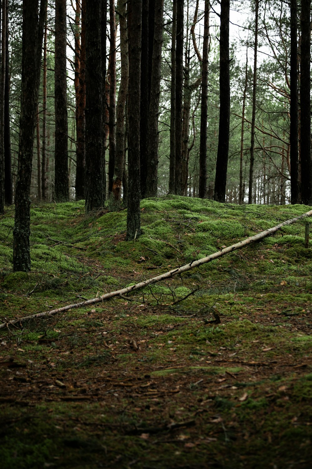 a forest filled with lots of trees and green grass