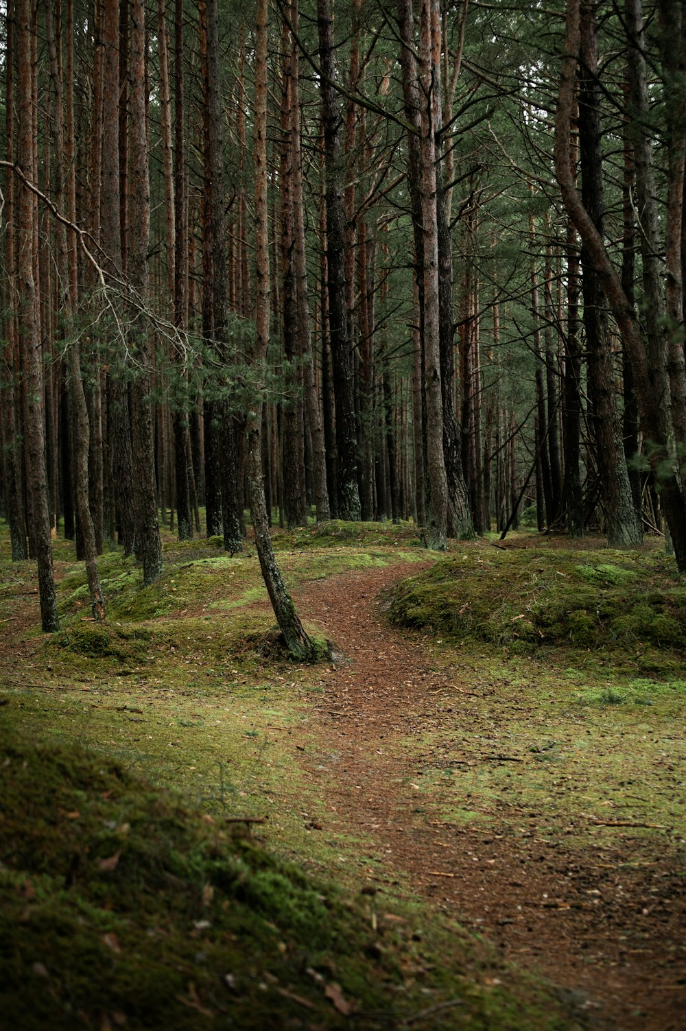 a path through a forest with lots of trees