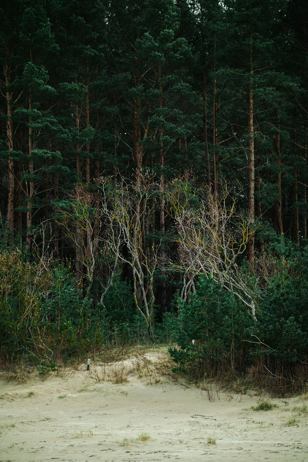 a bear standing in the middle of a forest