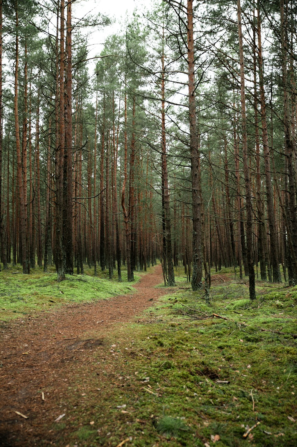 a dirt path in the middle of a forest