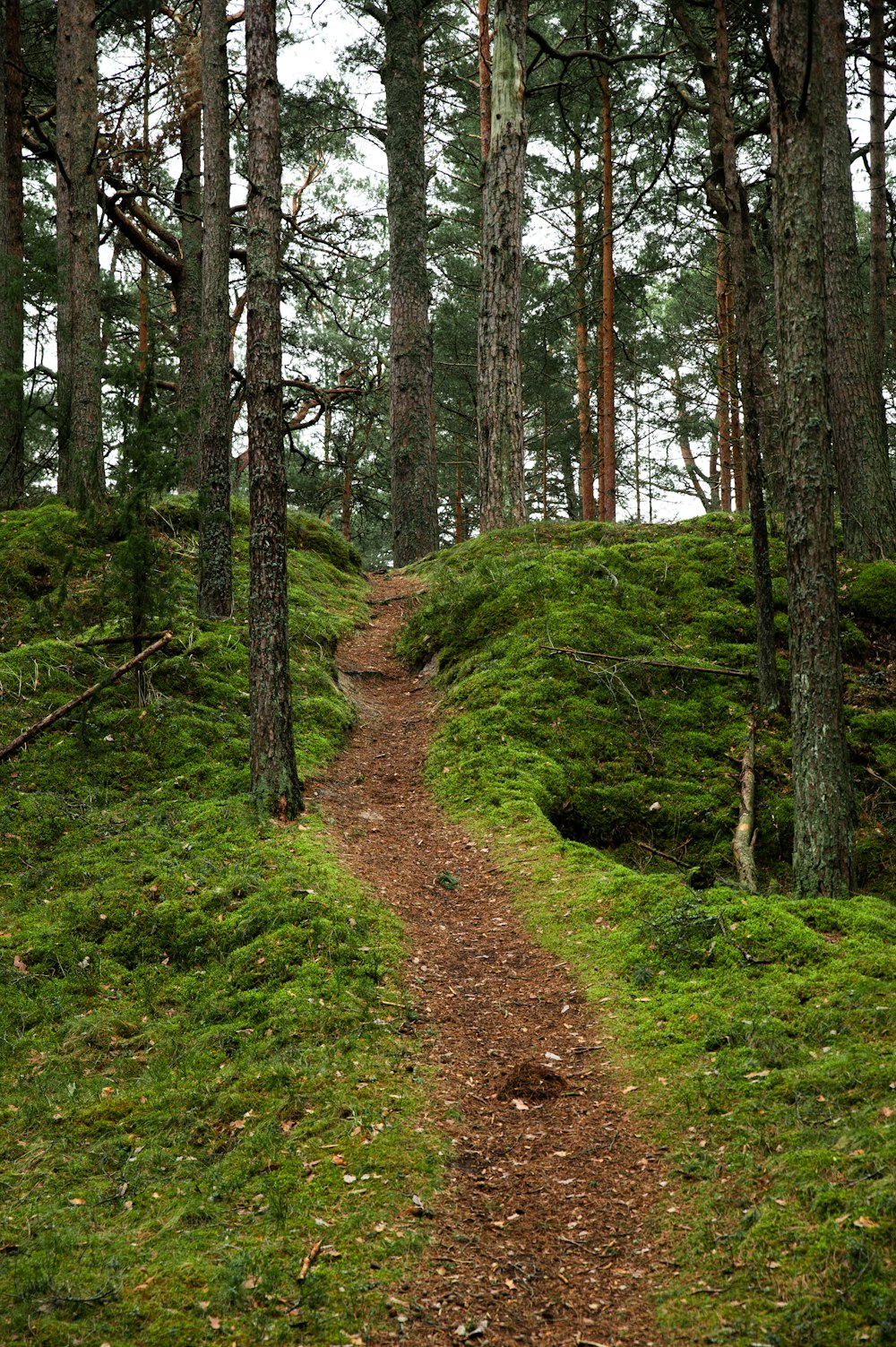 a path in the middle of a forest with lots of trees