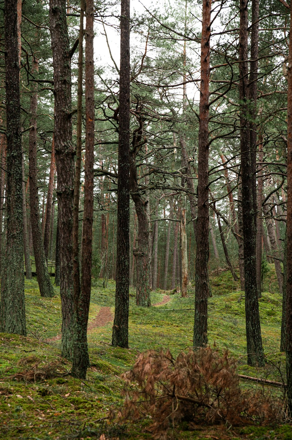 a forest filled with lots of tall trees