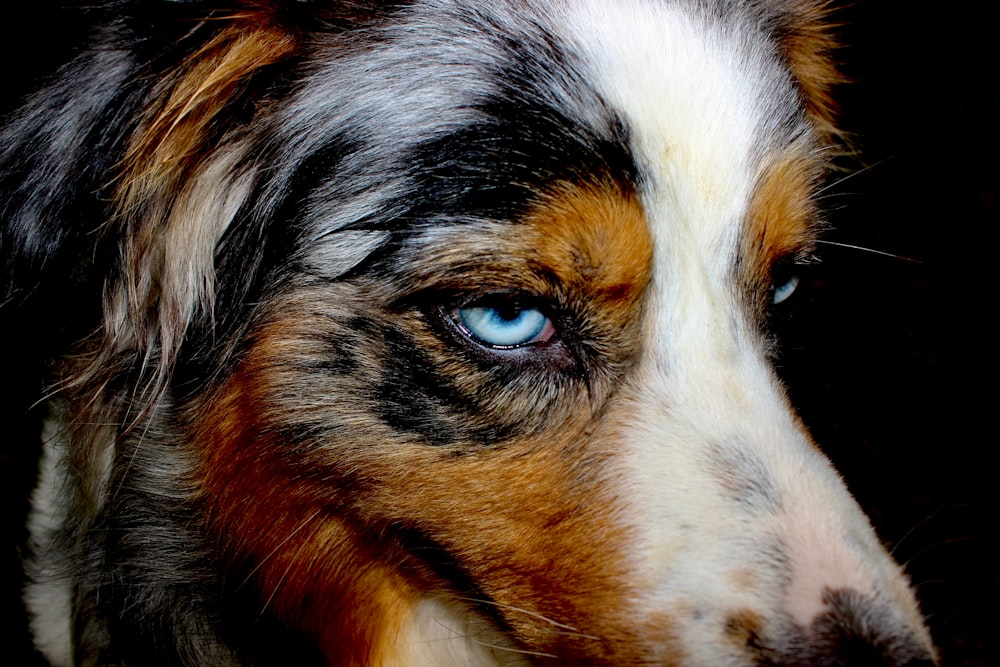 un primo piano di un cane con gli occhi azzurri