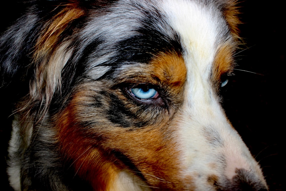 a close up of a dog with blue eyes