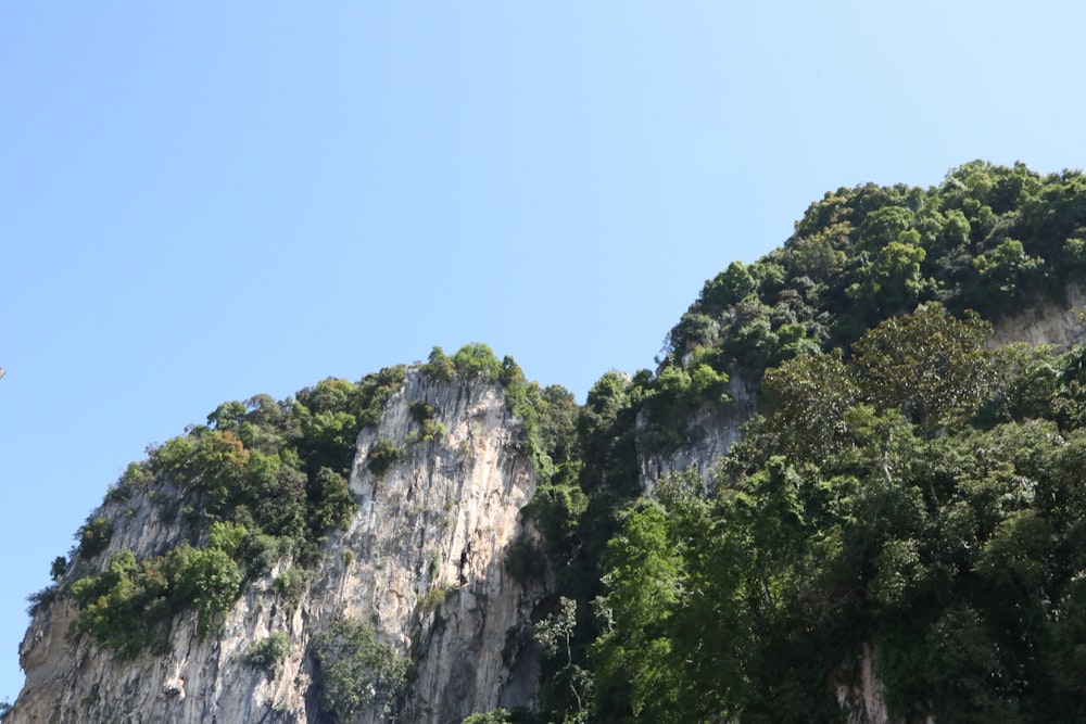 a plane flying over a lush green forest