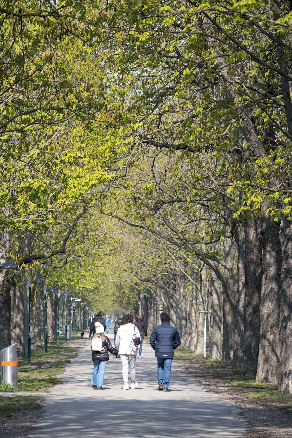 a group of people walking down a tree lined street