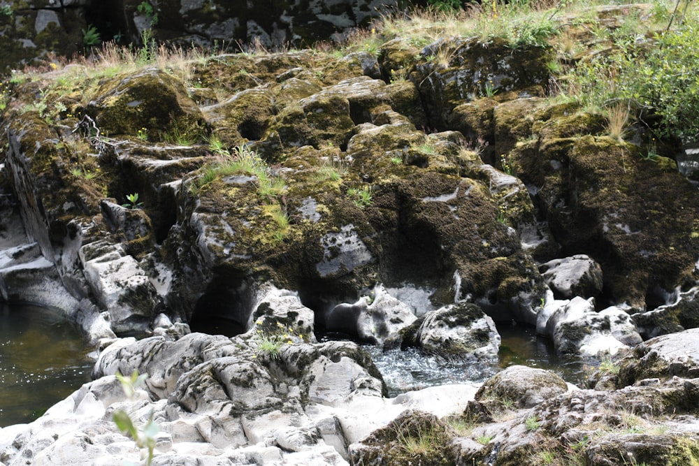 a stream running through a lush green forest