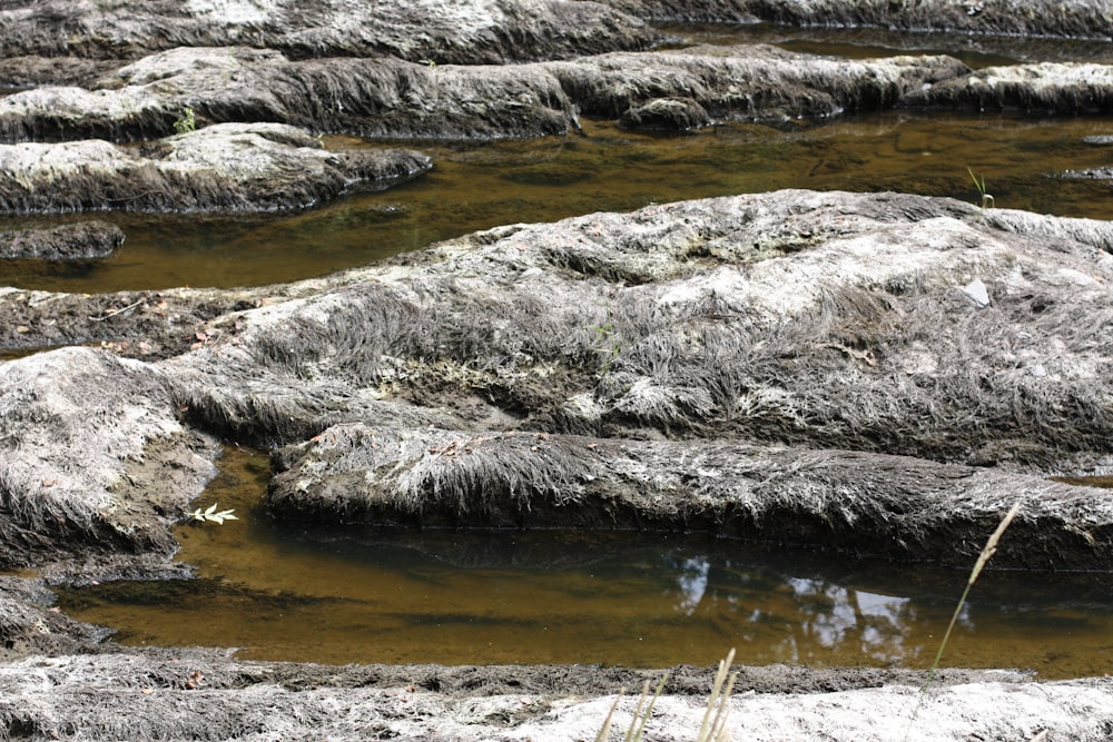 a bird is standing on some rocks in the water