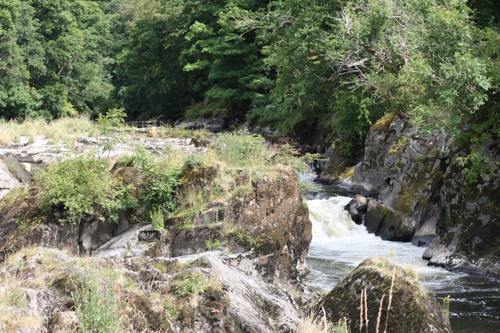 a river running through a lush green forest