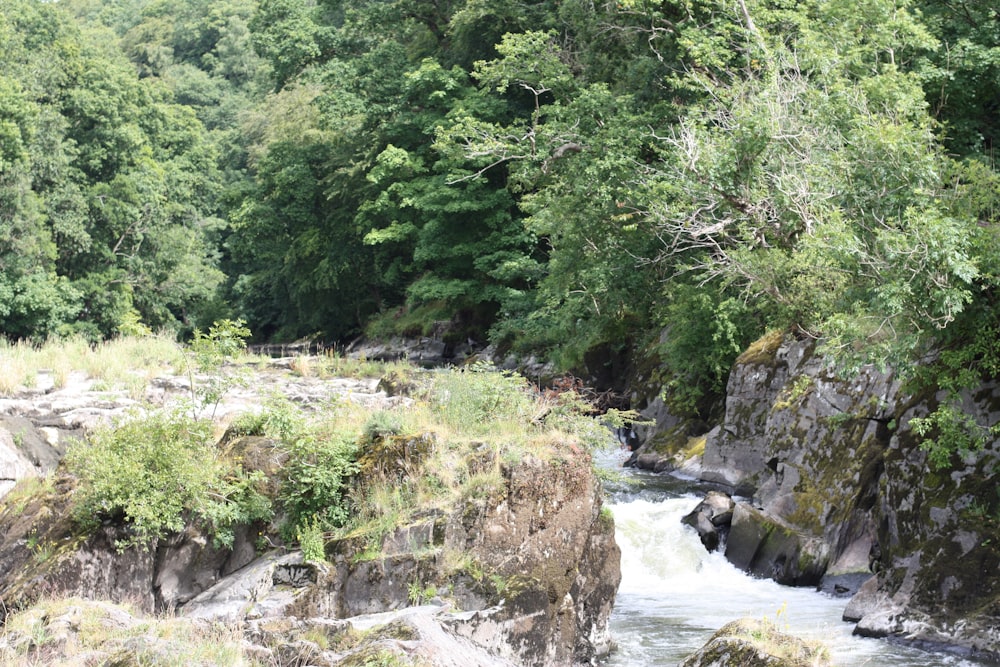 a river running through a lush green forest