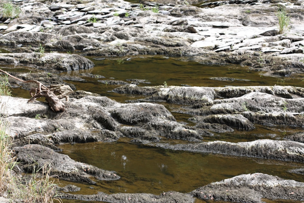 a stream of water running through a rocky area