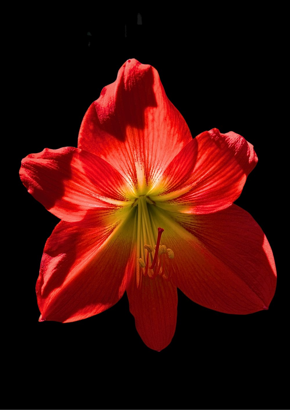 a red flower with yellow stamen on a black background