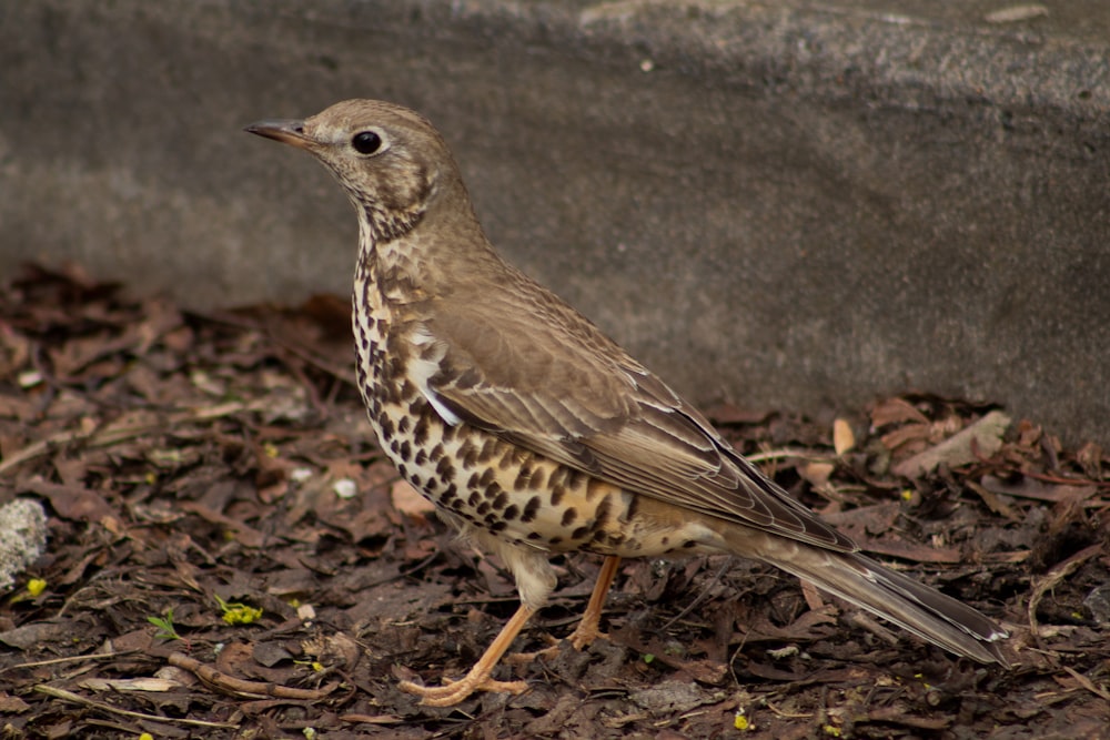 un uccello marrone e bianco in piedi a terra