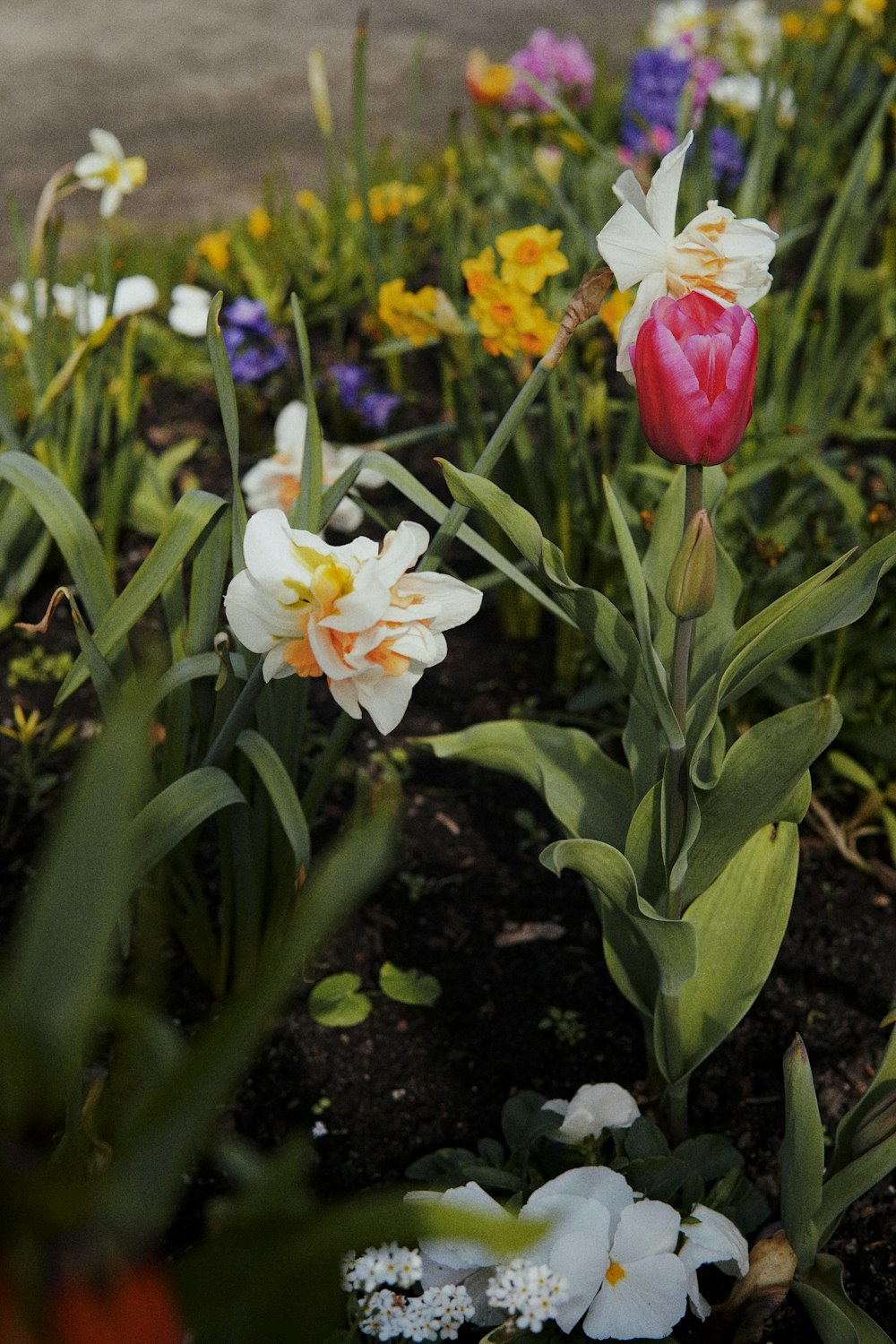 a bunch of flowers that are in the dirt