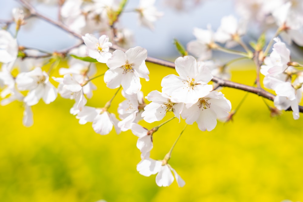 a branch of a tree with white flowers