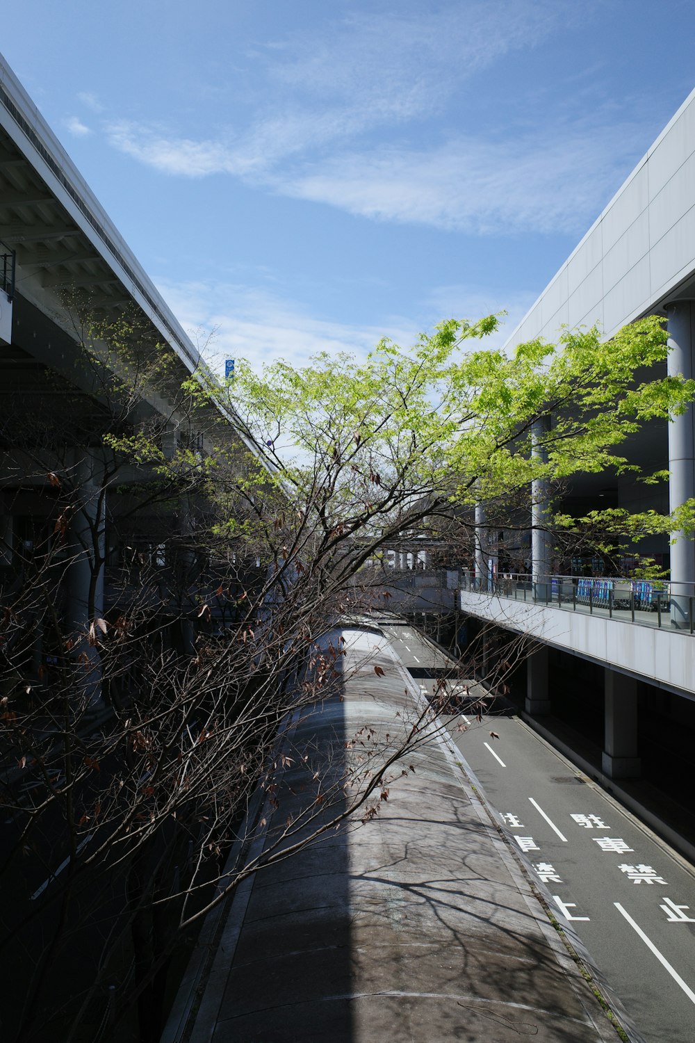 a street with a tree in the middle of it