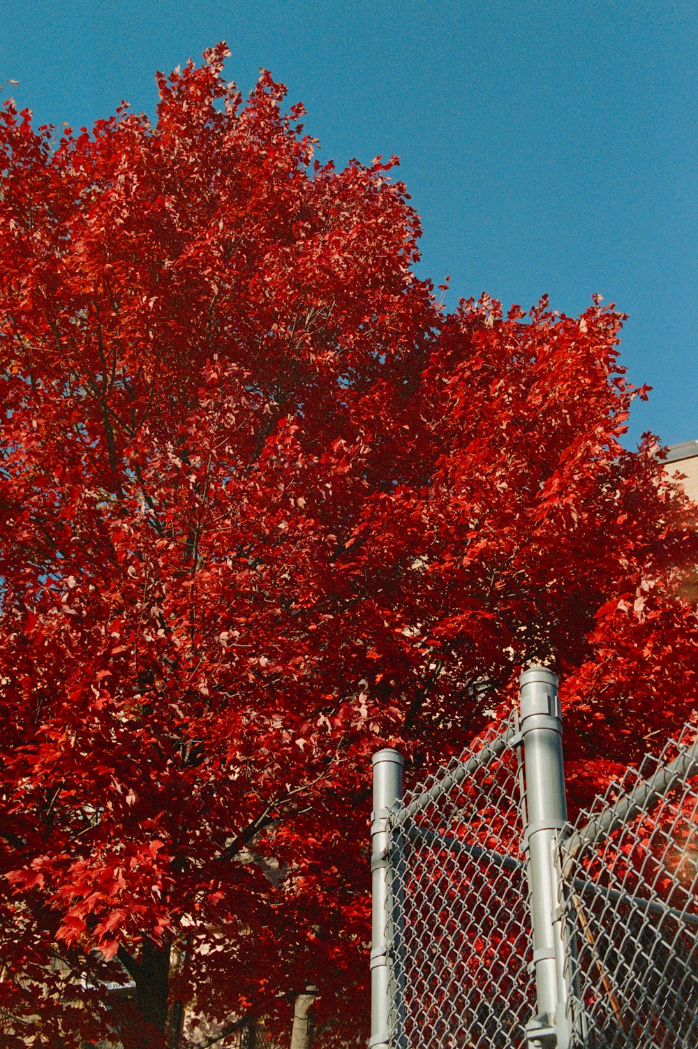 a red tree behind a chain link fence