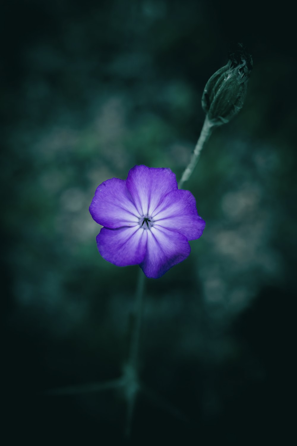 a purple flower with a dark background