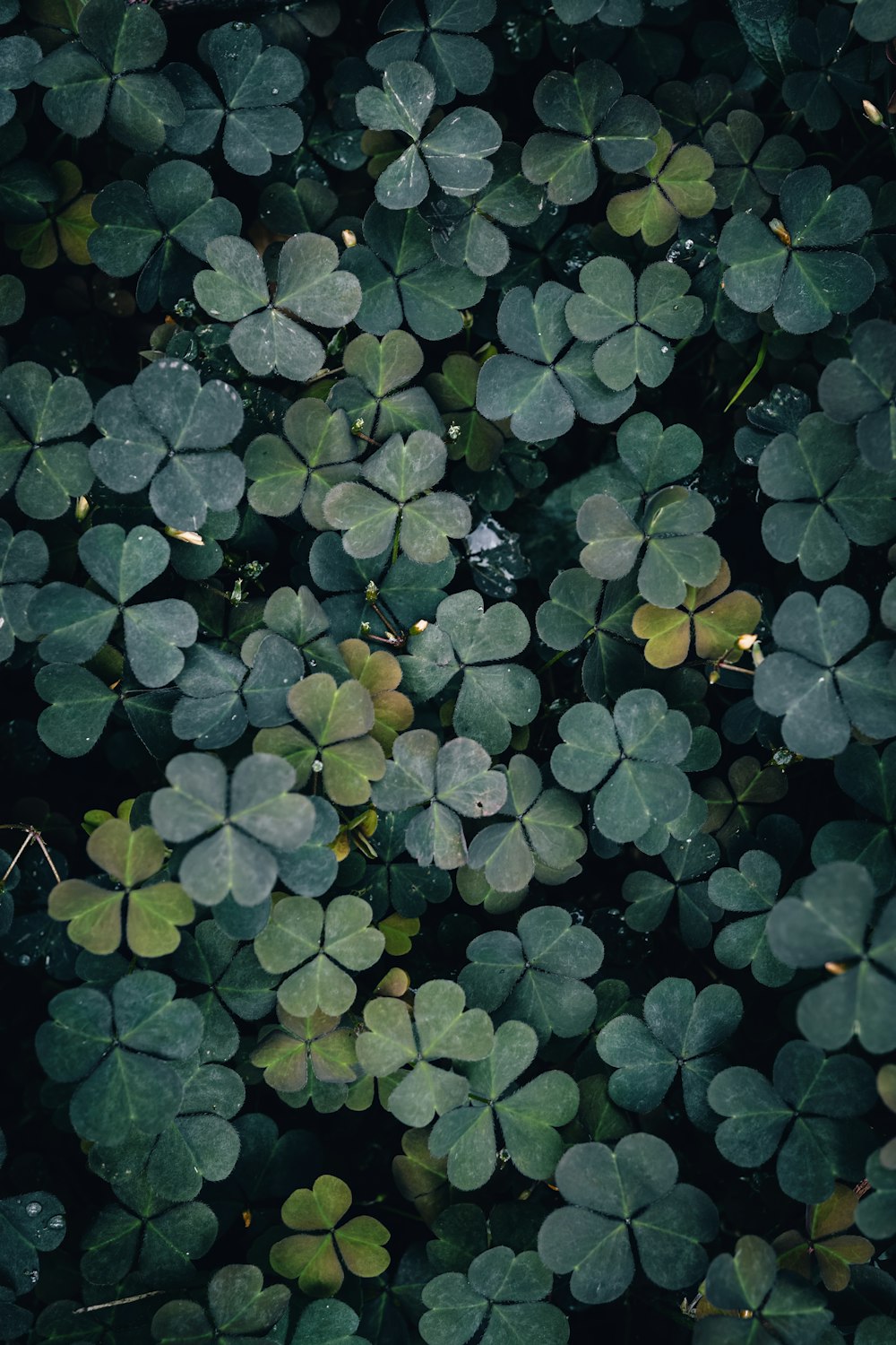 a bunch of green leaves that are on the ground