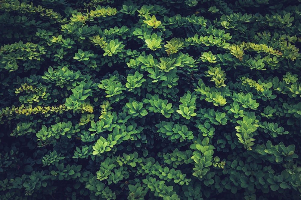 a close up of a bush with green leaves