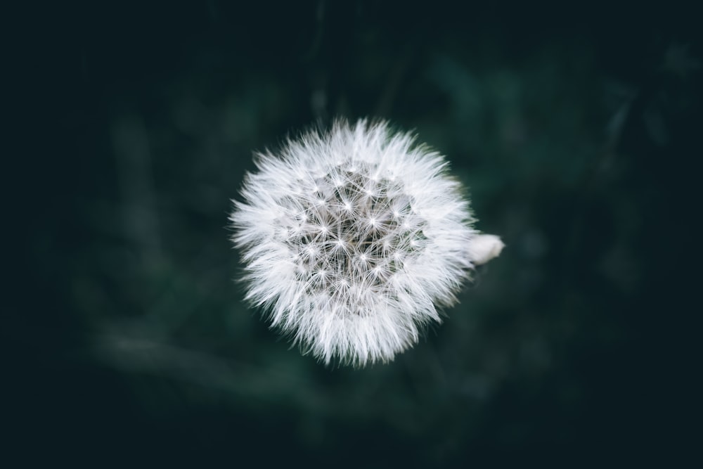 a dandelion flower with a black background