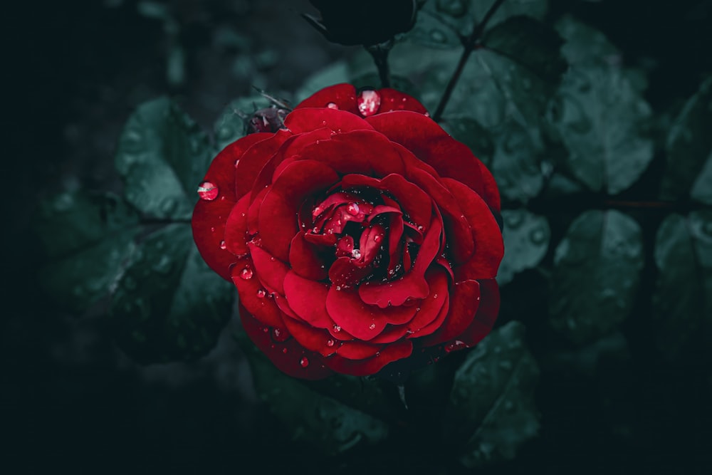水滴が垂れ下がった赤いバラ