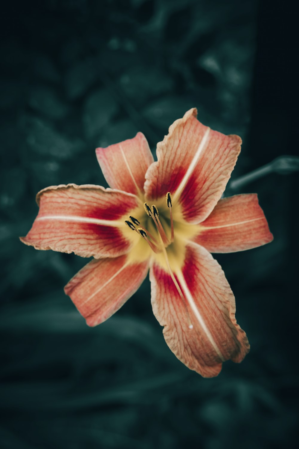 a red flower with yellow stamen on a black background