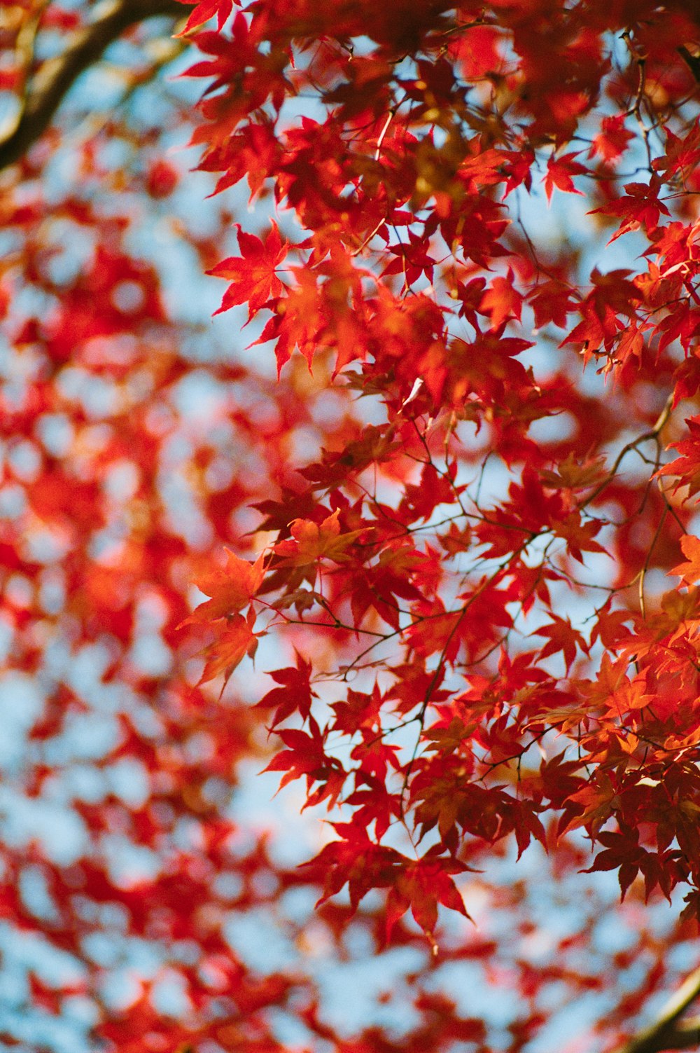 a tree with red leaves and a blue sky in the background