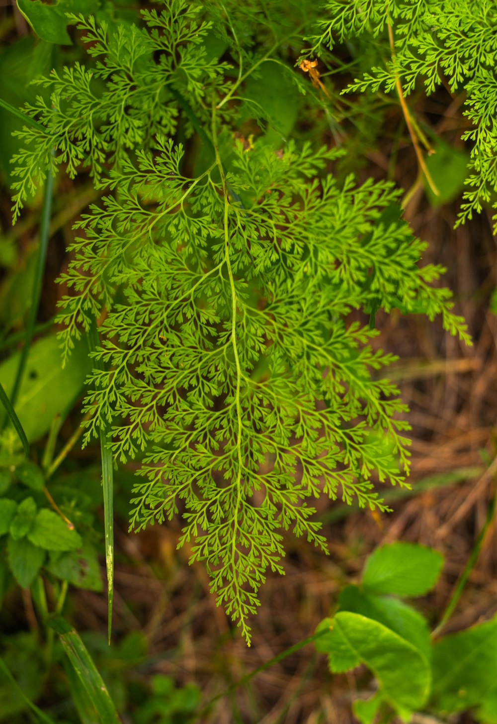 a close up of a green leafy plant