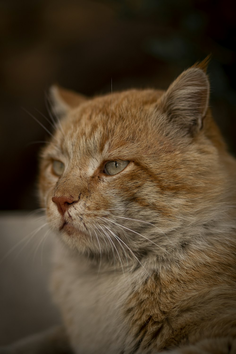 a close up of a cat with a blurry background