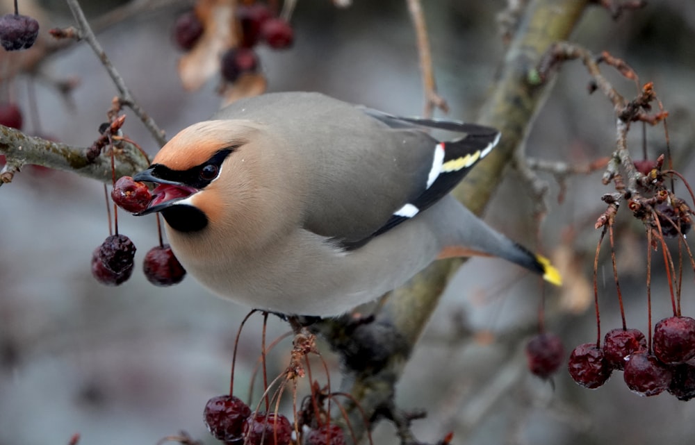 a bird sitting on a branch with berries on it