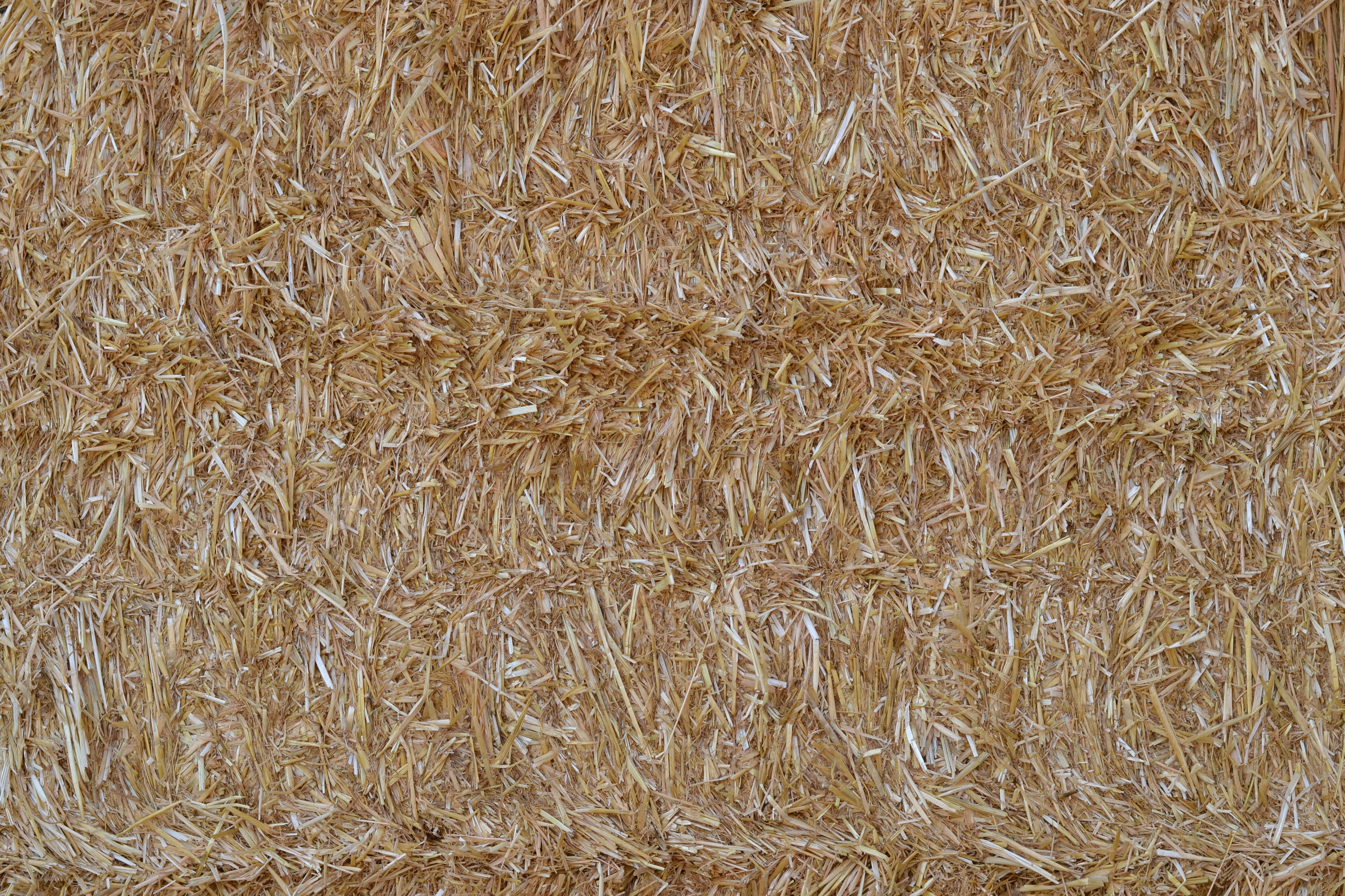 rice grain wallpaper, wallpaper, Cara Membuat Masker Beras, Bisa Mencerahkan Kulit! 4