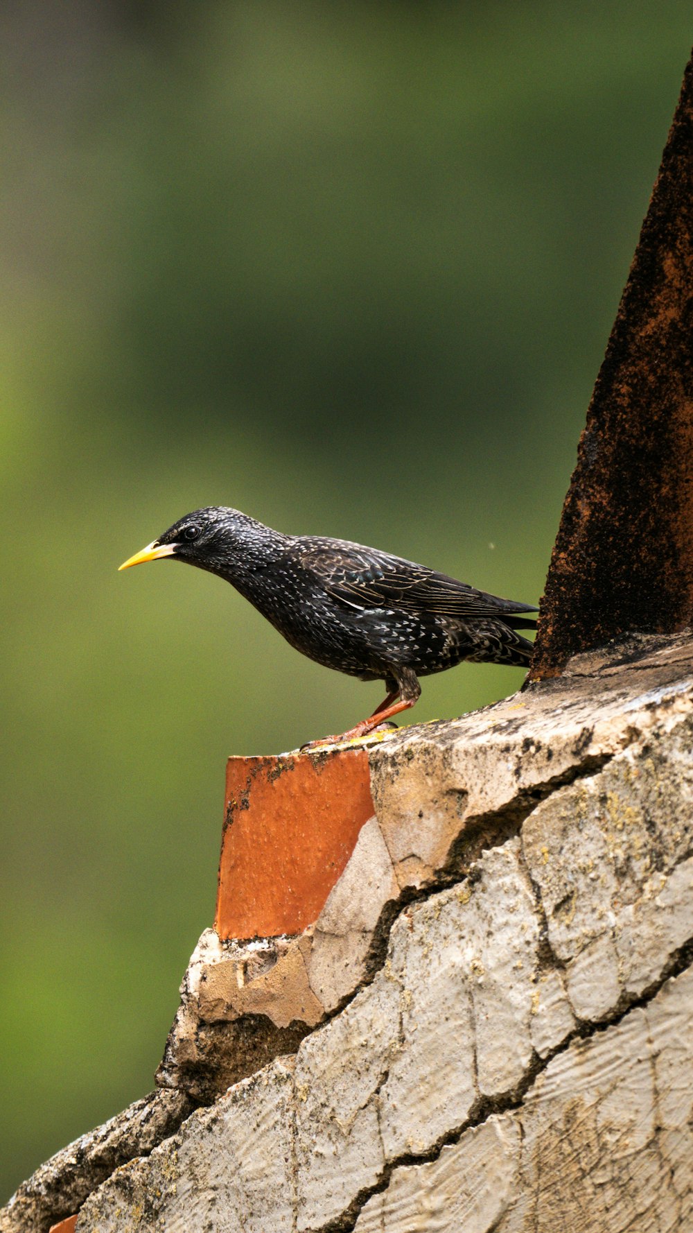 a bird standing on a piece of wood