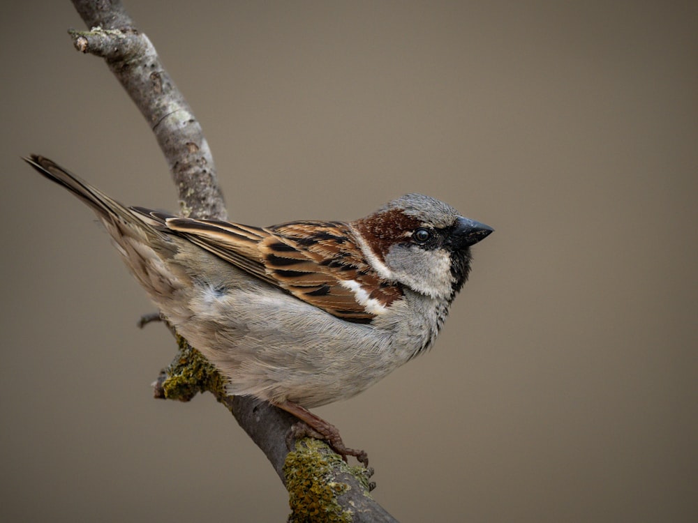 a small bird perched on a tree branch