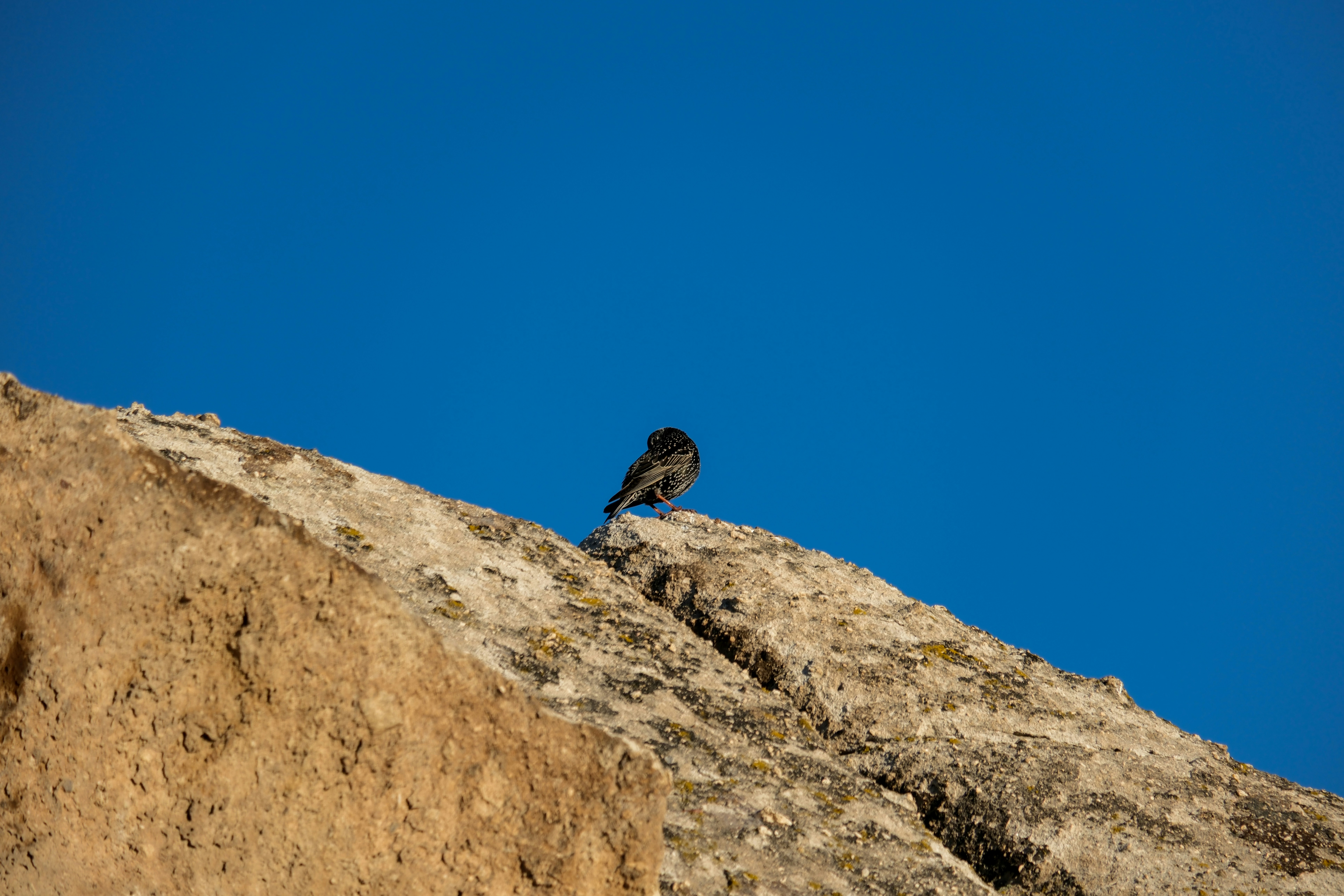 a bird sitting on top of a large rock - a-bird-sitting-on-top-of-a-large-rock-o2z_TMJlWcU