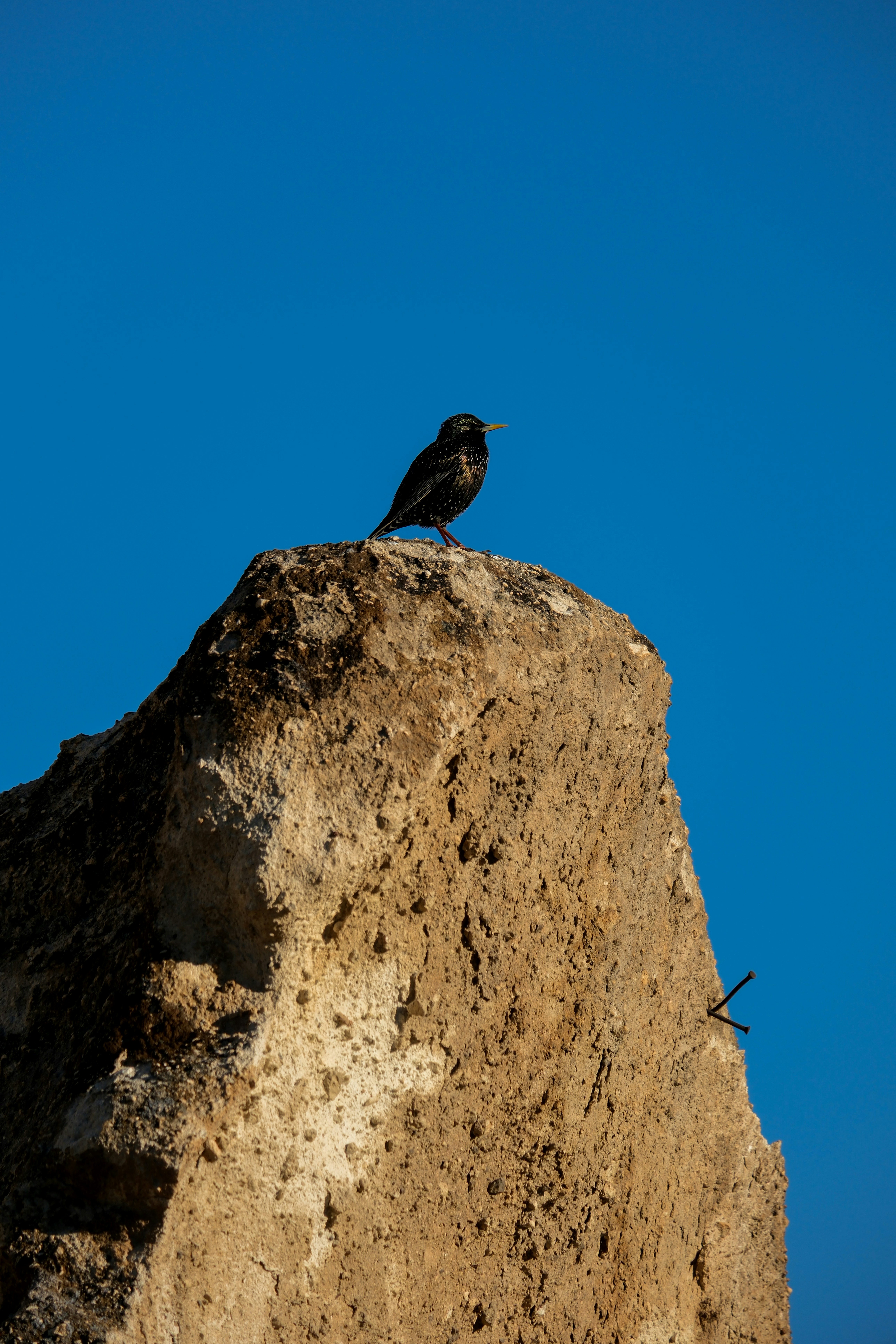 a bird sitting on top of a large rock - a-bird-sitting-on-top-of-a-large-rock-aIhzTQeL7D0