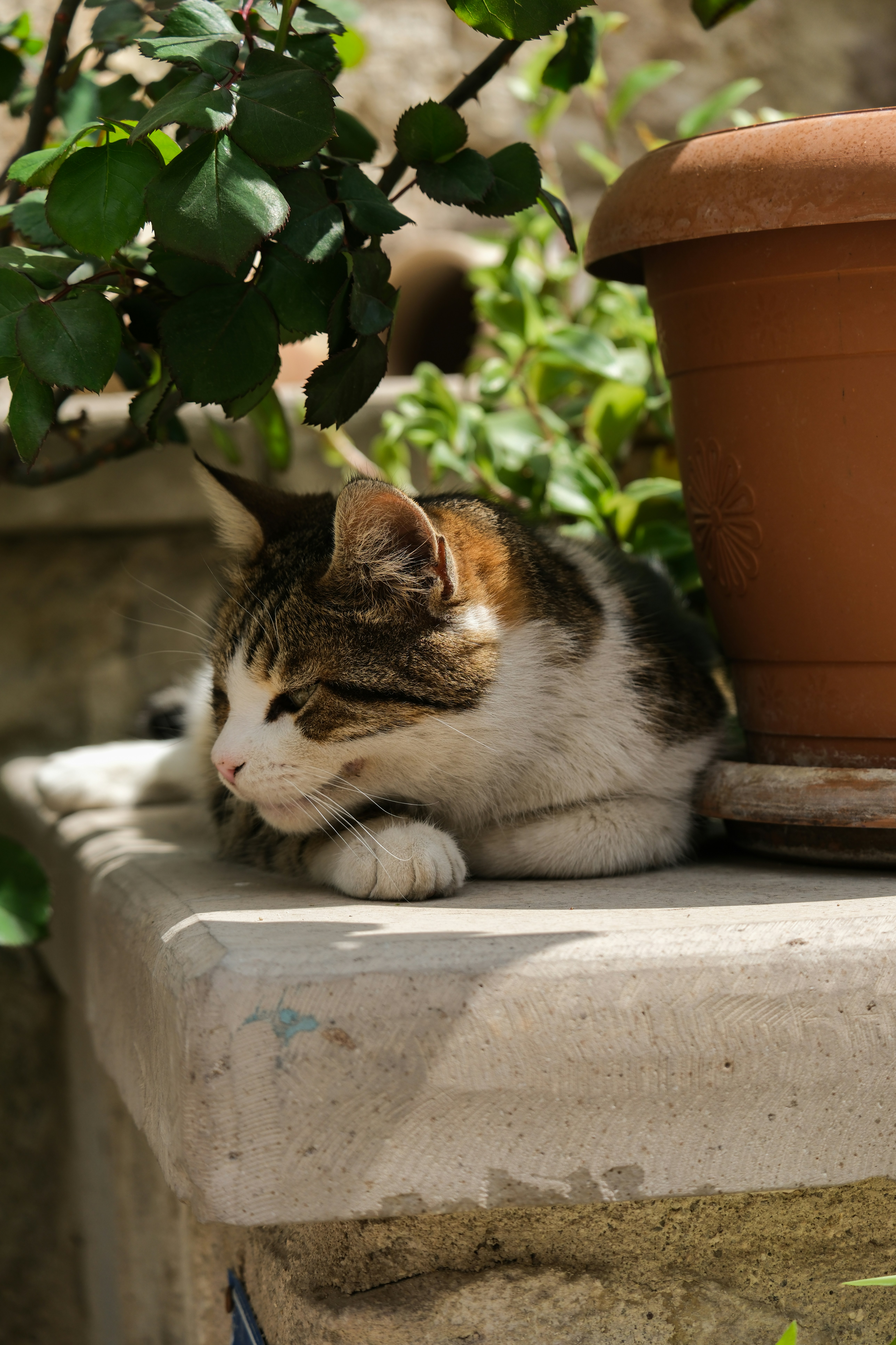 a cat laying on a ledge next to a potted plant - a-cat-laying-on-a-ledge-next-to-a-potted-plant-fdsnvkh_5pQ