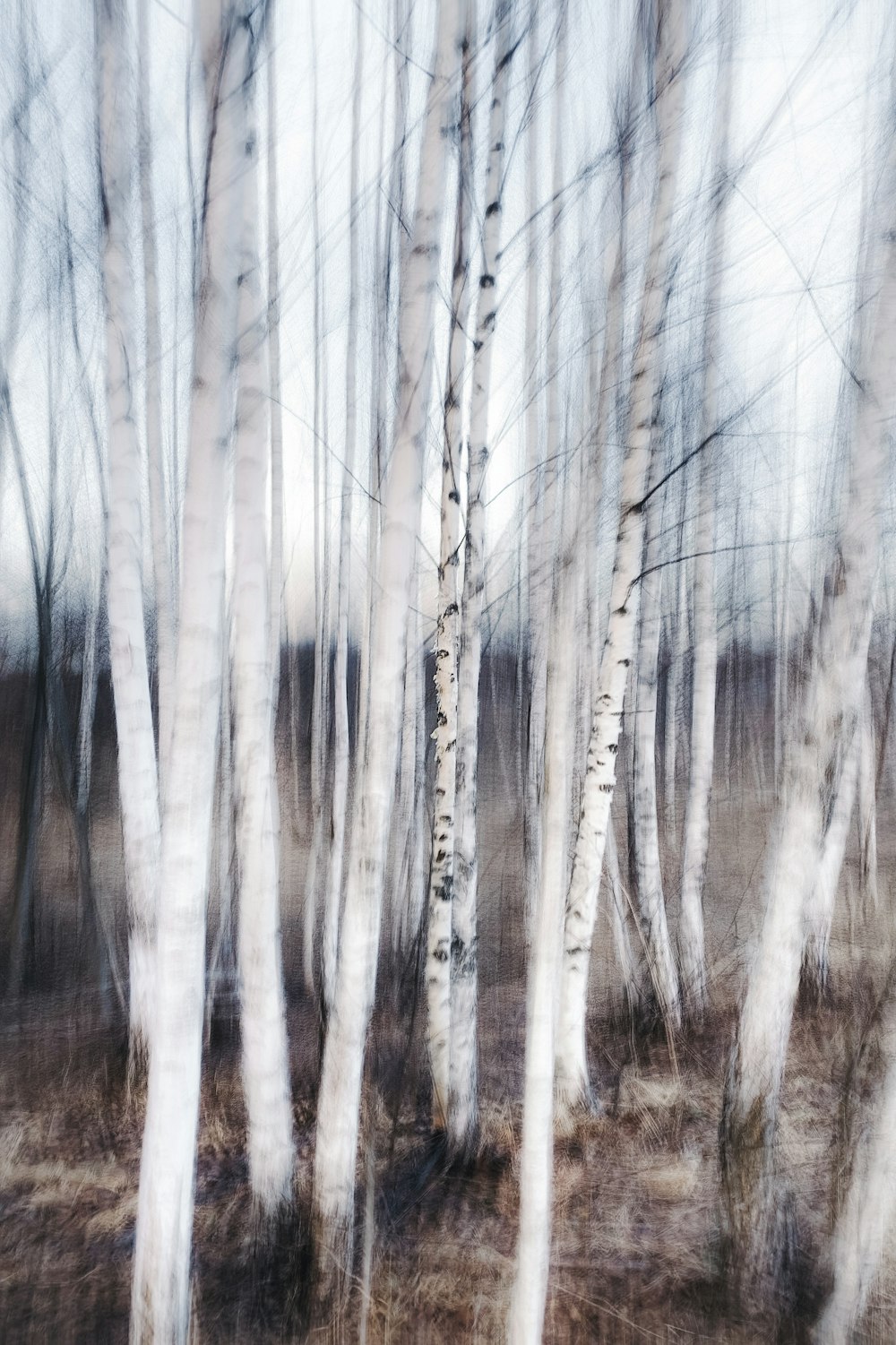 a blurry photo of a grove of trees