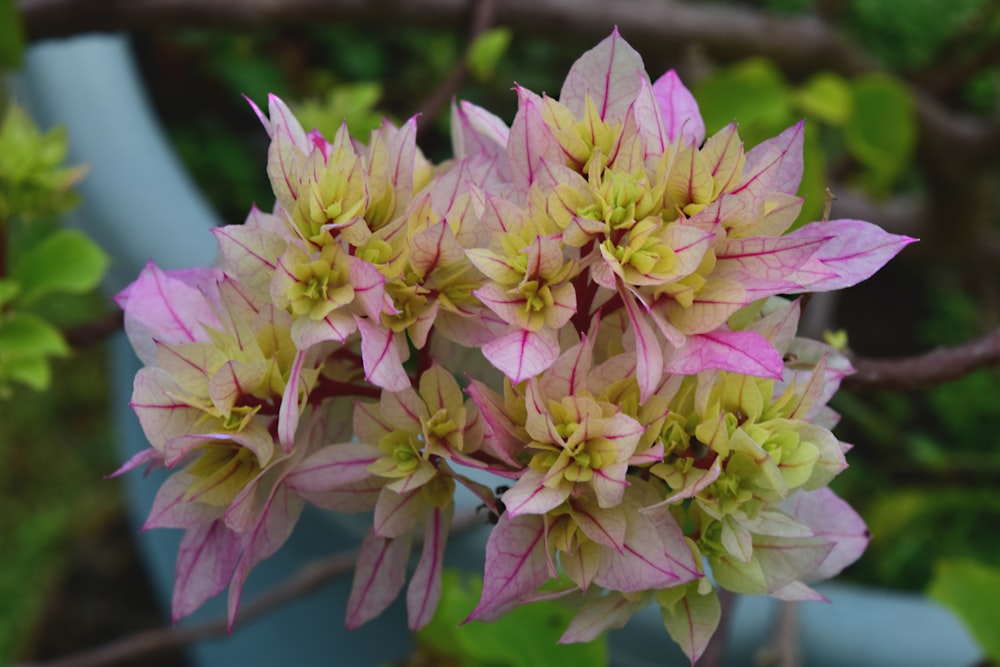 a close up of a bunch of flowers on a tree